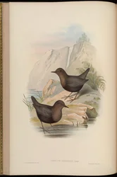 Cinclus Sordidus (Dark Morph of Cinclus Cinclus Cashmeriensis)